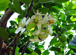 優質柑橘高產穩產種植技術（柑橘種植新技術）