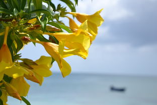 沃柑樹幾月份發芽開花（沃柑什么時候結果）