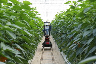 沃柑盆景怎樣種植技術視頻（盆栽沃柑種植技術與管理）