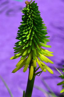 柑橘病蟲害防治及種植管理技術規范（柑橘病蟲害防治及種植管理技術規范）