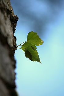 柑橘壯果管理技術(shù)要點(diǎn)（柑子壯果肥什么時(shí)候施肥）