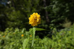 柑橘謝花80后打什么農藥保果（柑橘花開到謝花多長時間）