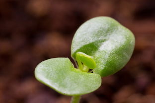 柑橘體細胞雜交有哪些優勢條件（柑橘科植物雜交圖）