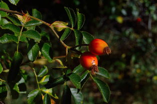 小柑橘可以悶泡嗎（小柑橘茶泡法）