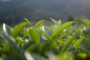 河南柑普茶多少錢（1775柑普茶）