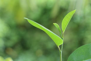 青柑種植技術(shù)視頻（青柑樹(shù)的藥用價(jià)值）