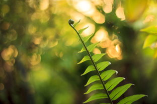 粑粑柑種植技術視頻（粑粑柑種植技術視頻教程）