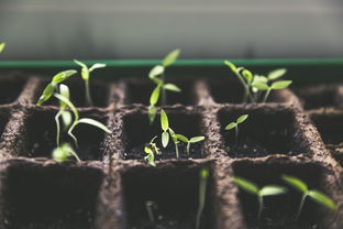 沃柑可以盆栽種植技術管理嗎視頻（沃柑栽培管理技術視頻）