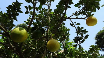 遵義柑橘種植技術規程新版圖片（遵義橘子采摘園在哪里）