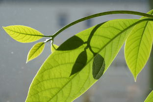 日南一號柑橘種植技術管理（日南一號柑橘種植技術管理視頻）