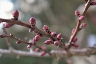 柑橘樹幾月份出春梢呢（柑橘樹在春季幾月發芽）