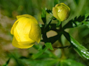 沃柑在開(kāi)花前怎么管理呢（沃柑開(kāi)花前打什么藥）