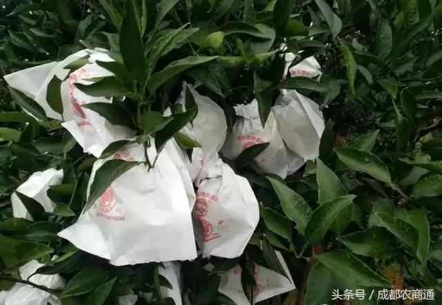 春見柑橘套袋更佳時(shí)間_愛媛46號柑橘是什么