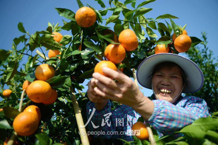 柑橘新品種銷售渠道有哪些_有什么靠譜的苗木交易網站