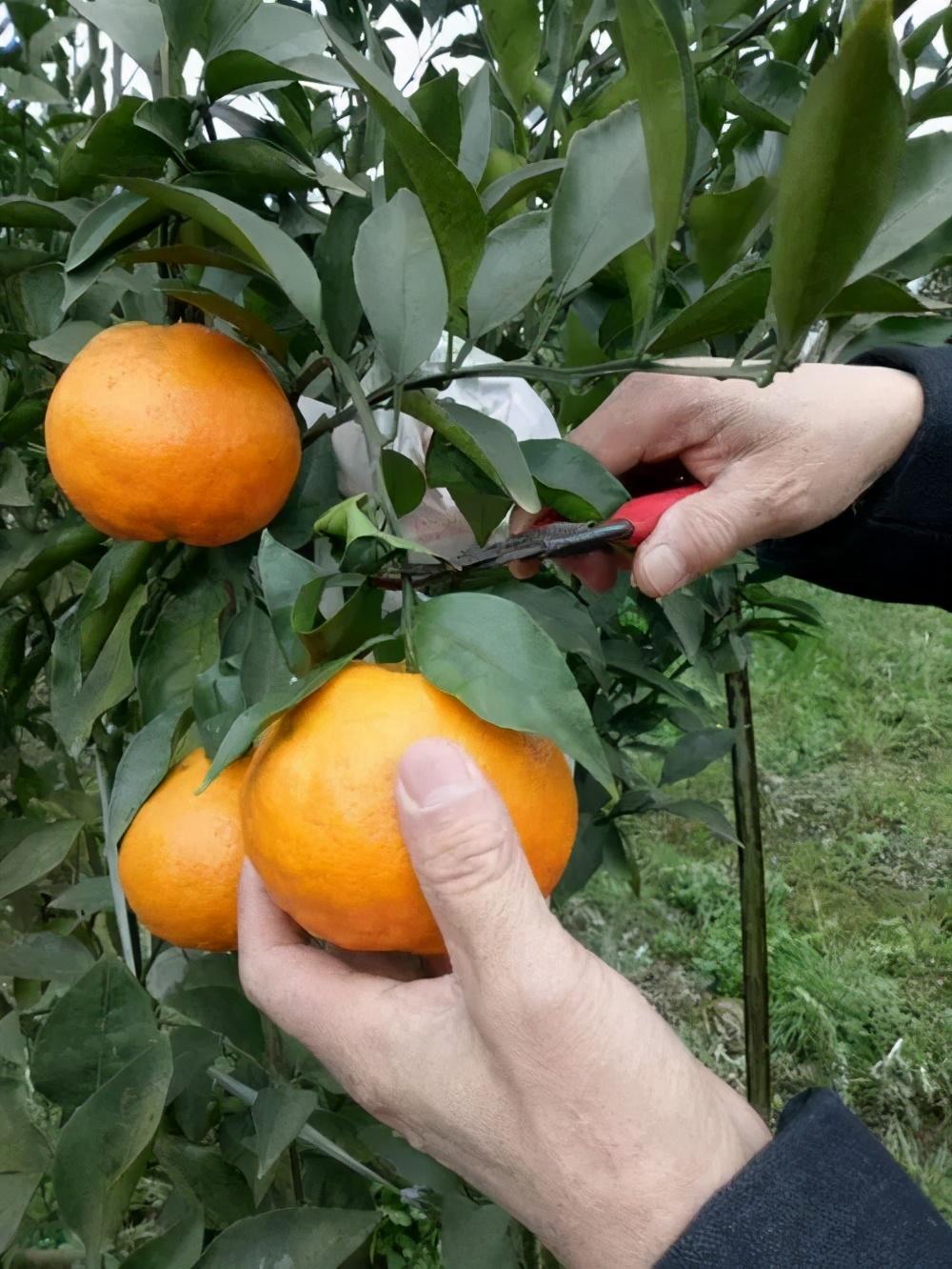 柑橘春見種植手藝_耙耙柑什么時(shí)候吃更好