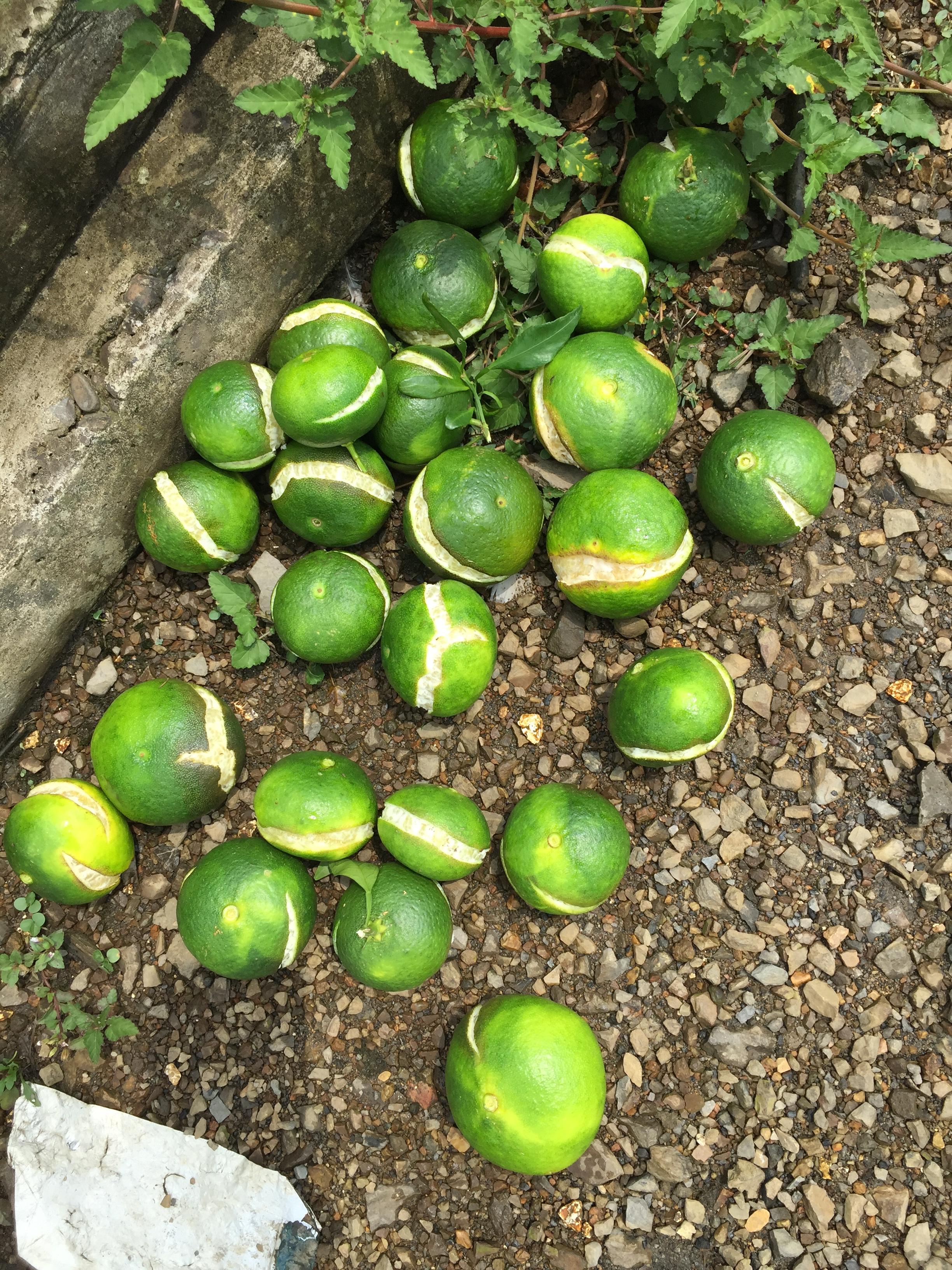 甘平柑橘苗能夠露天種植嗎冬天能夠種嗎北方_能吃點什么降降火呢