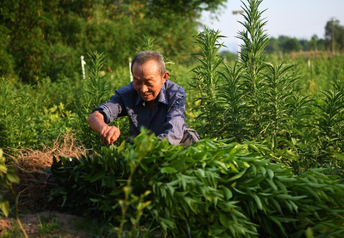 重慶新品種柑橘樹苗批發_你們吃過哪些重口味的食物