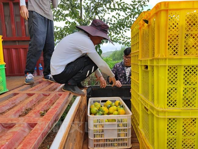 宮本柑橘品種簡介圖片大全_種植柑橘要選擇什么樣的苗木比力好