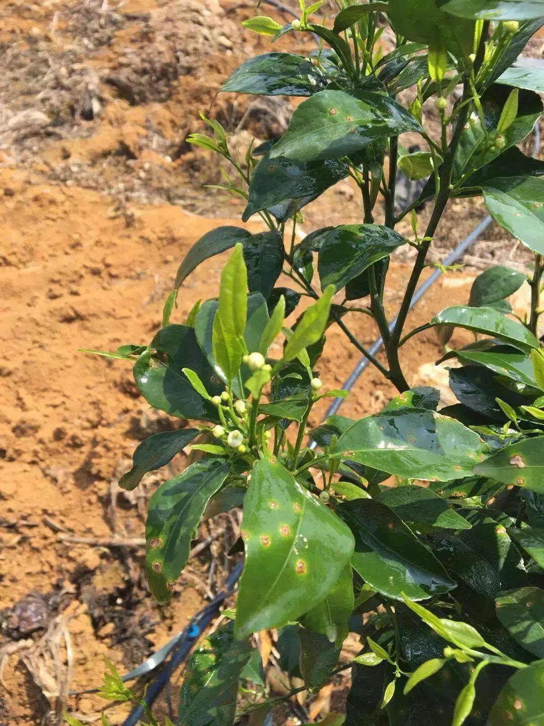 柑橘開花時間和成熟時間_花期若何辦理能進步掛果率