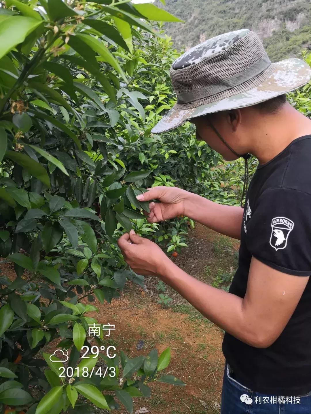 沃柑的成效與感化及禁忌和副感化圖片視頻_你覺得三農大咖都有誰