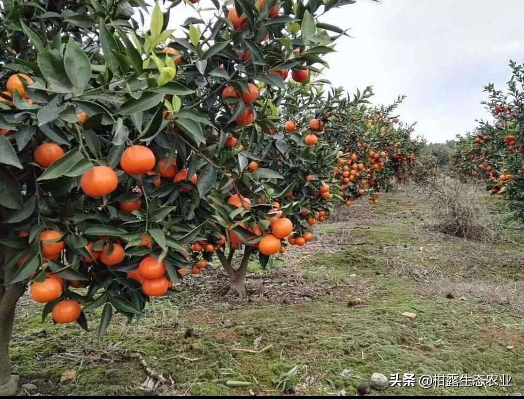 春見柑橘幾年進入豐產階段的原因_愛媛62和愛媛58的區別