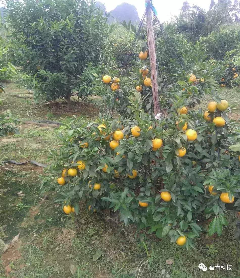 沃柑花芽分化能夠用多效唑嗎視頻講解圖片_荔枝在上市前施什么肥料更好