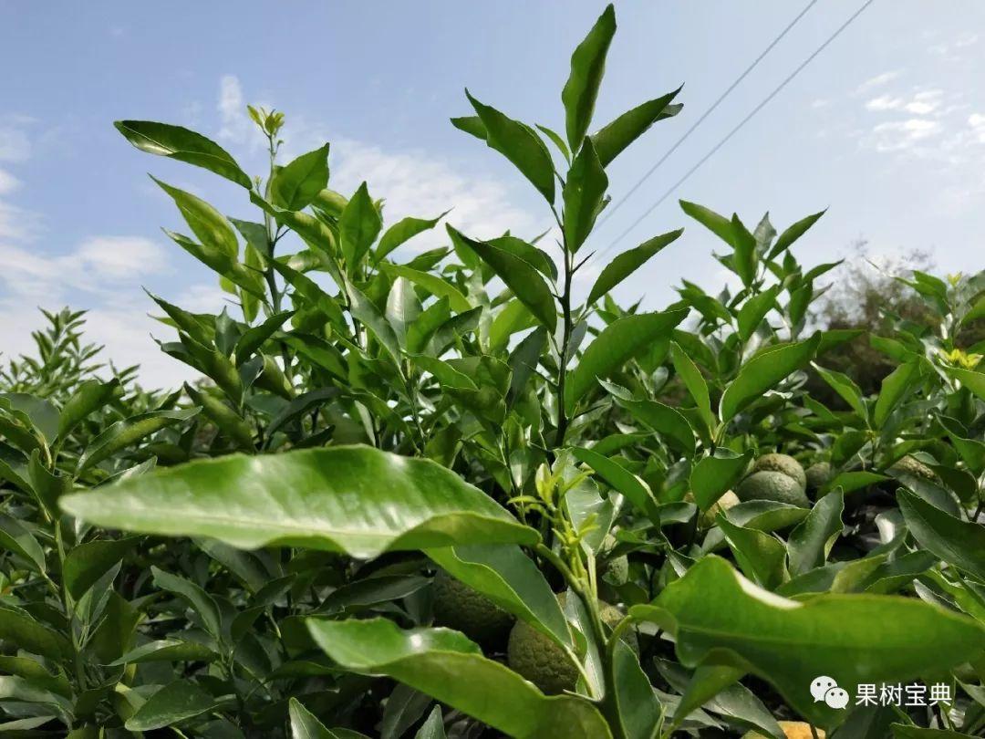 多效唑在沃柑上能全樹噴灑嗎視頻_用多效唑實的能讓下茬小麥絕收嗎