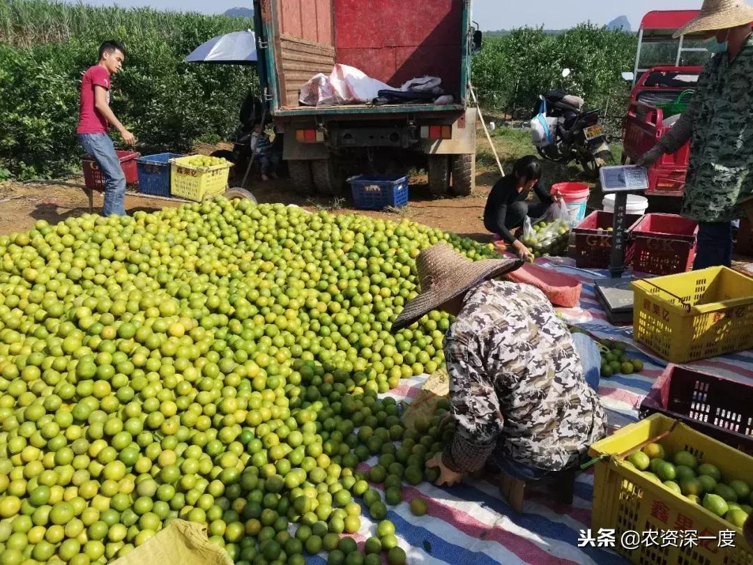 好吃的柑橘品種大全圖片及價格介紹_你吃過更好吃的橘子桔子是什么品種