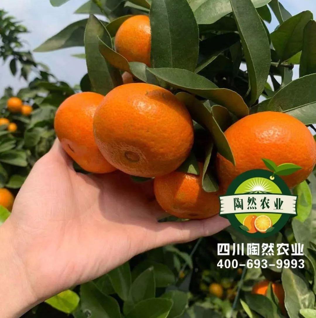 柑橘北緣新品種_青秋臍橙和紐荷爾臍橙哪個產量高