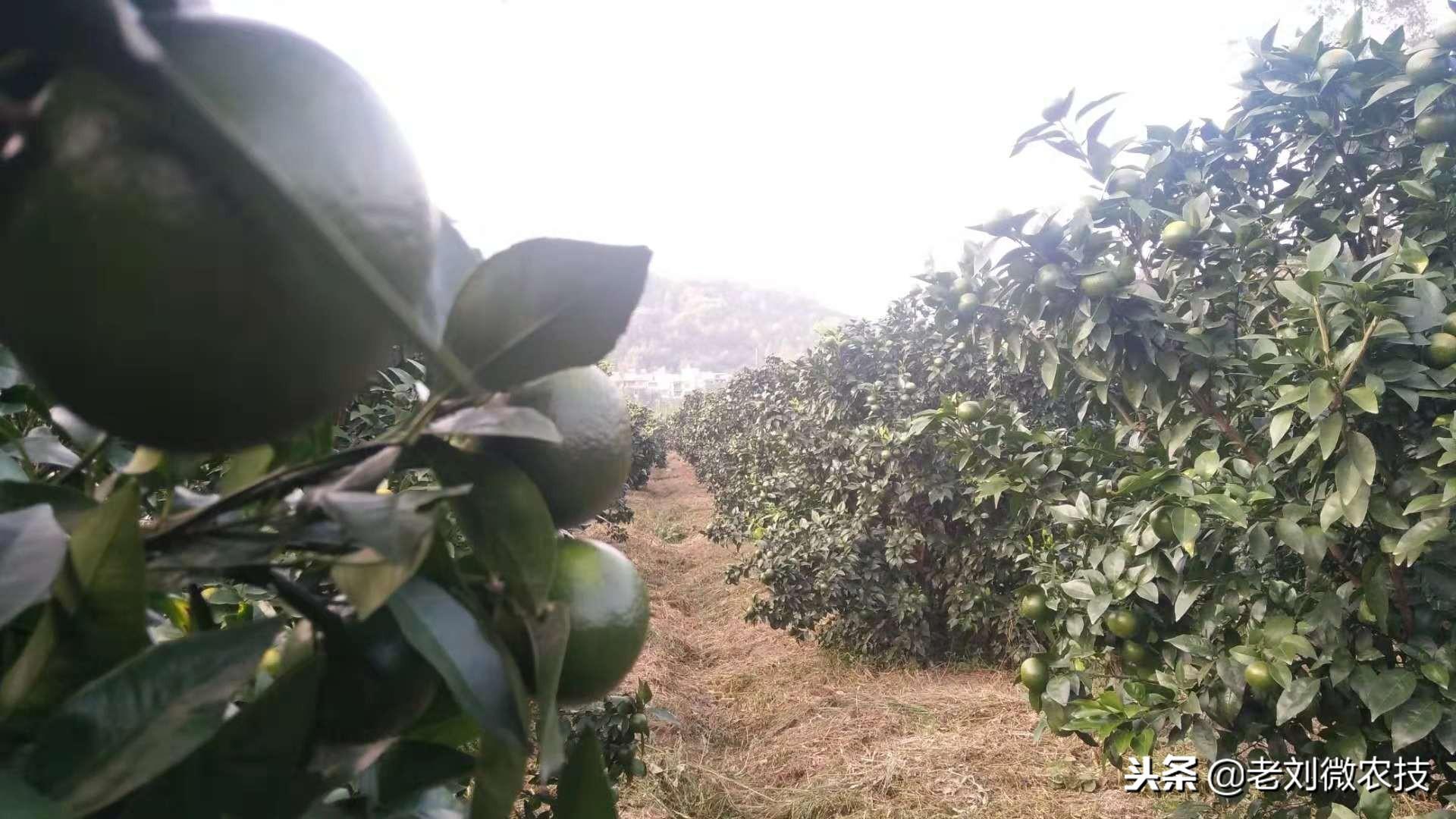 多效唑在沃柑上能全樹噴灑嗎有毒嗎_沃柑花芽分化應該噴什么藥