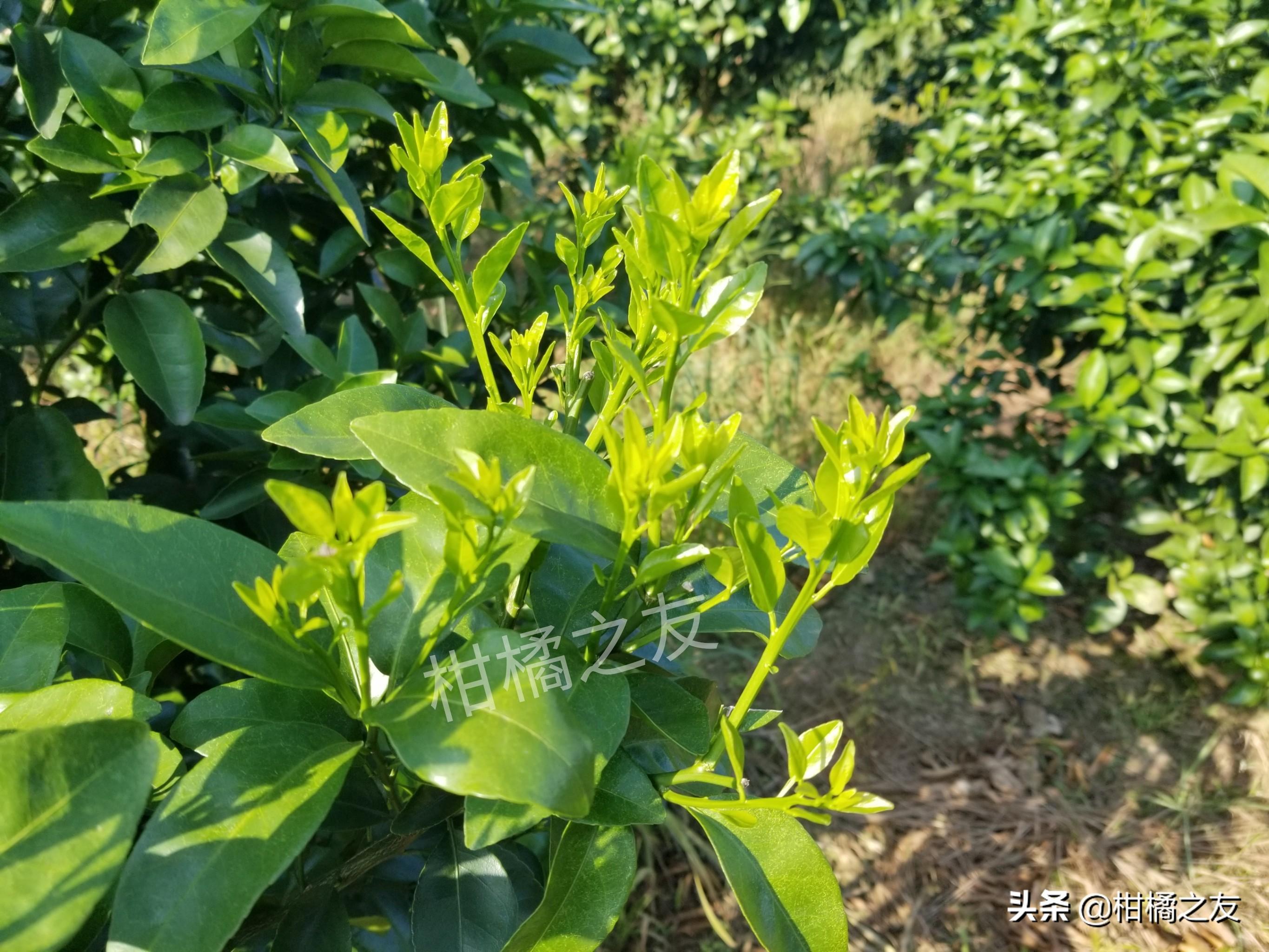 沃柑樹什么時候打控梢促花劑更好呢視頻教程_沃柑潛葉蛾有哪些比力好的防治辦法