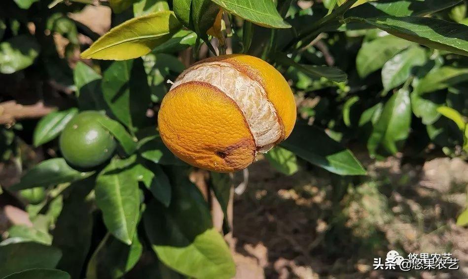 柑橘好種植新品種不開裂的_柑橘花芽分化的形態是什么樣子的