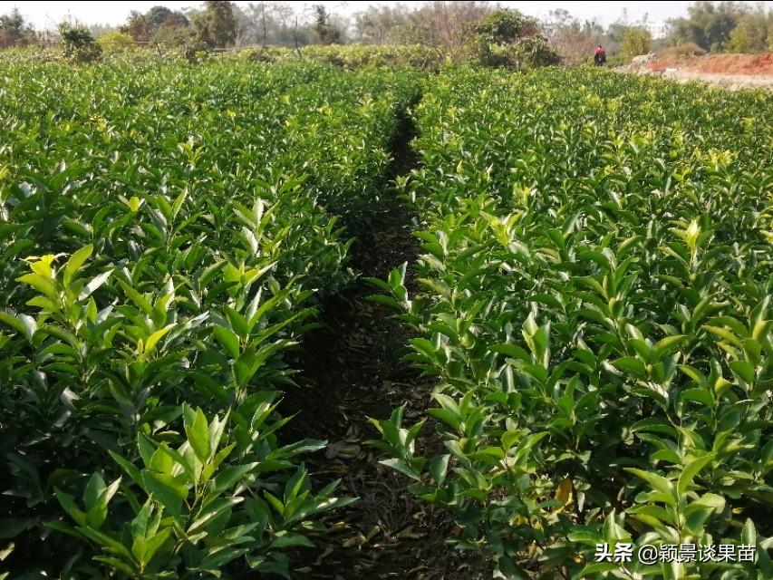 想種植新品種柑橘_柑橘品種耙耙柑好種仍是明日見好種