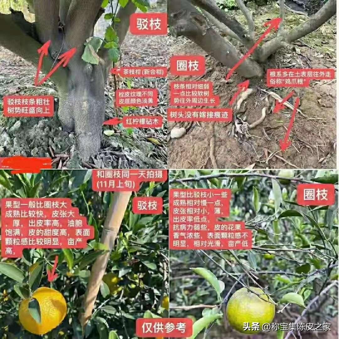 新會柑苗種培育基地批發價格_幾柑子的皮曬一斤陳皮