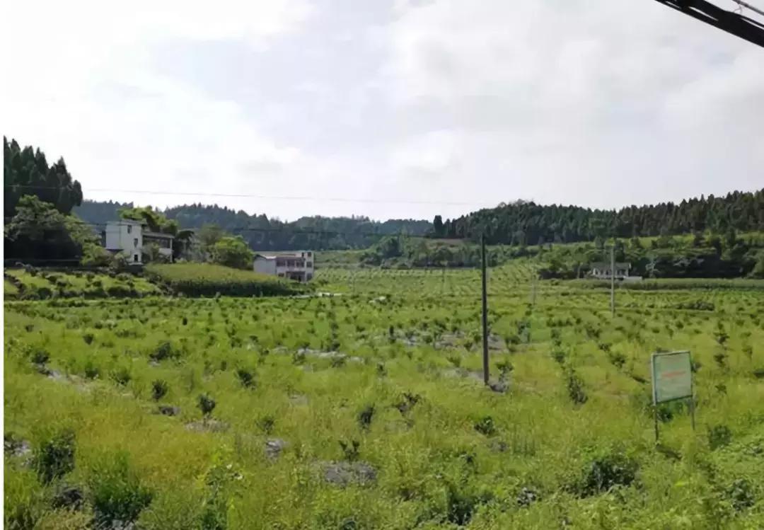 四川柑橘種植時間和季節_柑橘種植以梢控梢如何操做