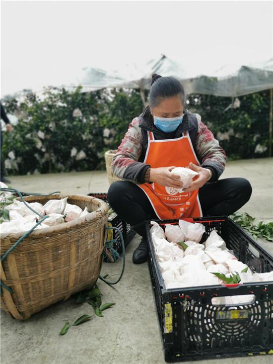 春見柑橘種植手藝視頻大全集_若何處理偏僻農村地域農產物滯銷的問題