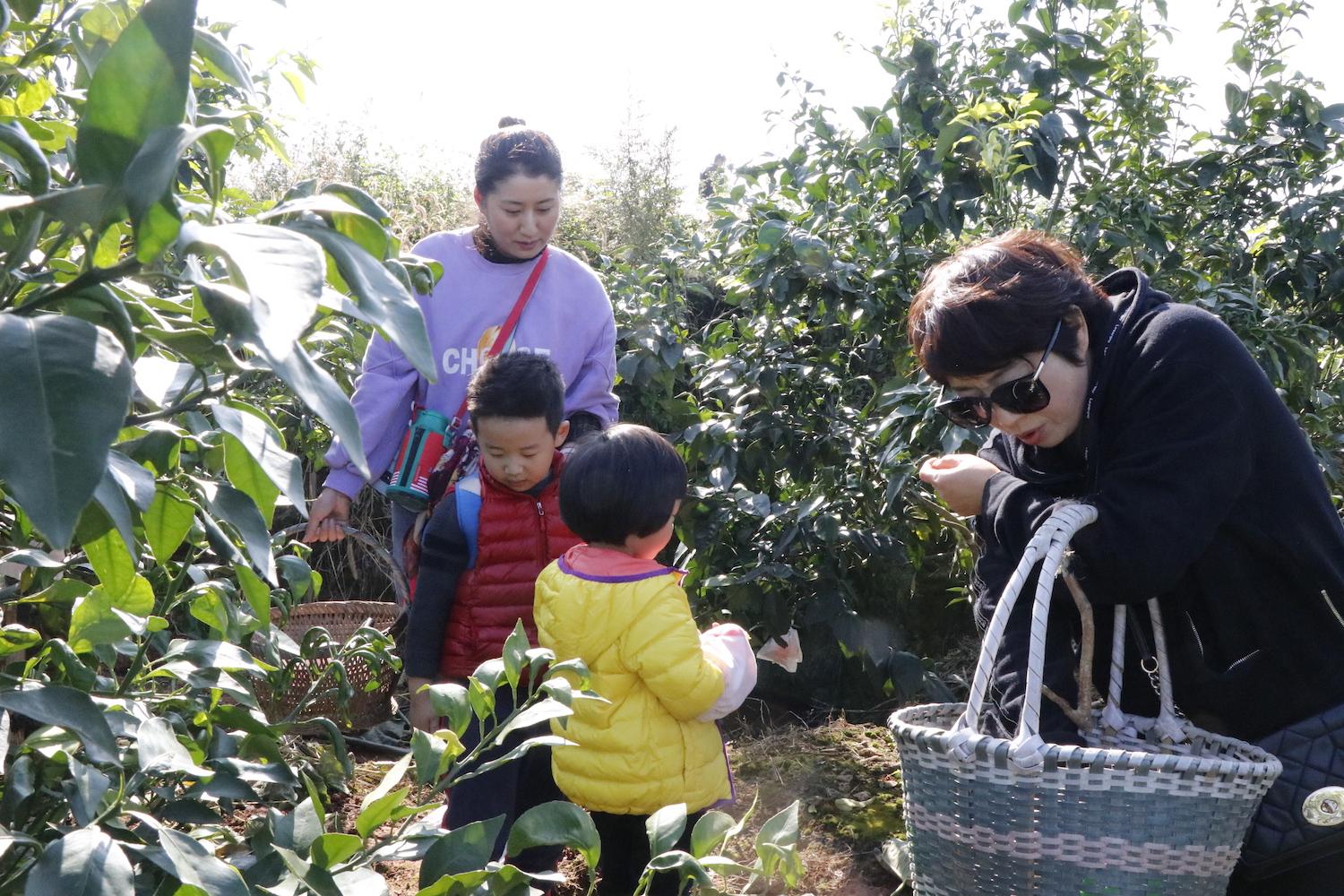 愛媛柑橘名字由來簡介圖片大全集視頻_東方紅桔的優缺點