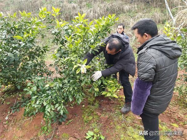 四川柑橘種植產區地圖位置_愛沙柑橘地頭價幾