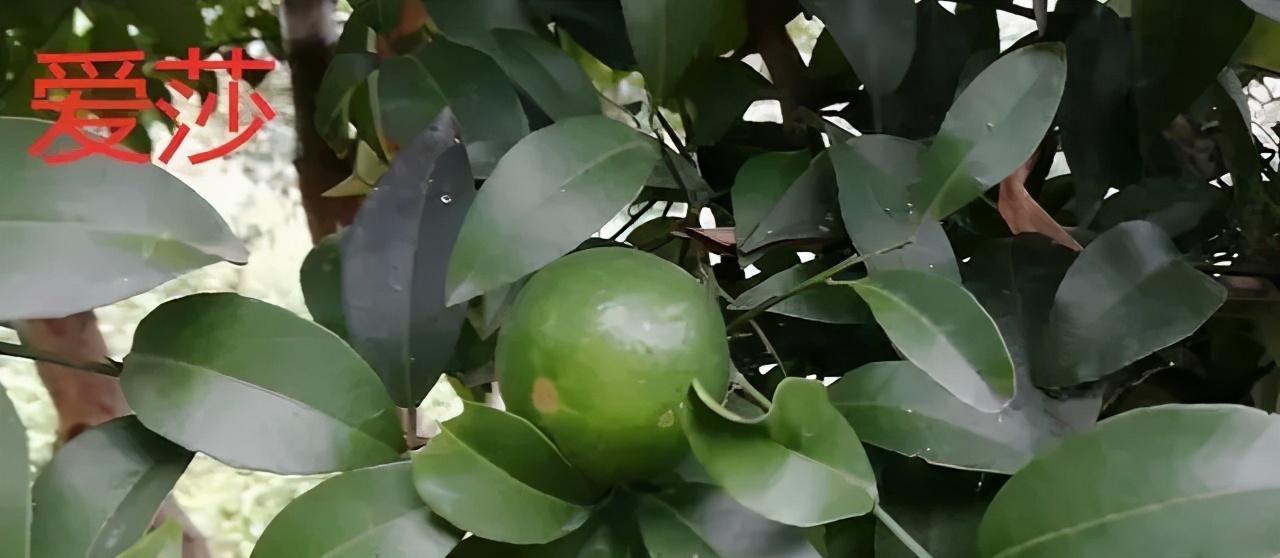 大葉興津柑橘種植前提_大葉興津優缺點