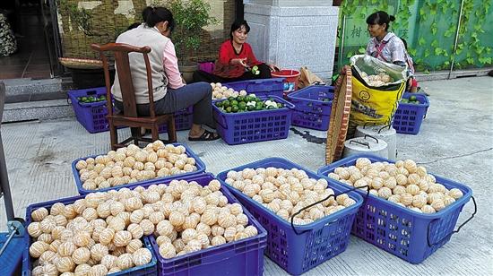 廣東江門市求購新會柑苗_廣西茶枝柑與新會茶枝柑的區別