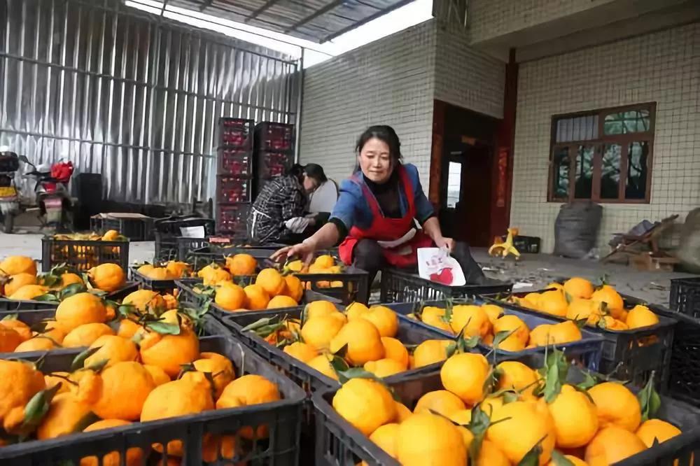 愛媛果凍橙和粑粑柑的區別是什么呢圖片大全大圖_愛媛果凍橙的來歷